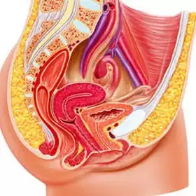female genitourinary system and gee spot
